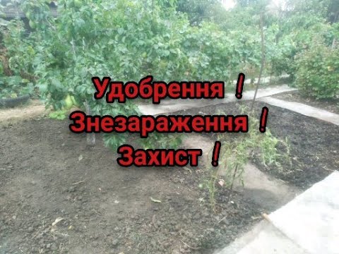 Видео: ЩО Я РОБЛЮ ІЗ ЗЕМЛЕЮ ПІСЛЯ ЗБОРУ ВРОЖАЮ ДЛЯ ВЕЛИКОГО ВРОЖАЮ НА СЛІДУЮЧИЙ РІК БЕЗ СІВОЗМІНИ !!?