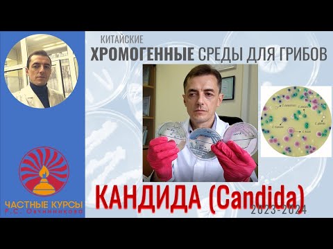 Видео: Обзор хромогенной среды для грибов Кандида (Candida) производства Китай (2023-2024)