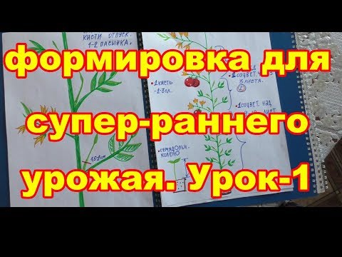 Видео: Урок -1.Для супер-раннего урожая в теплицах,надо формировать растения:томаты,баклажаны,перцы,огурцы.