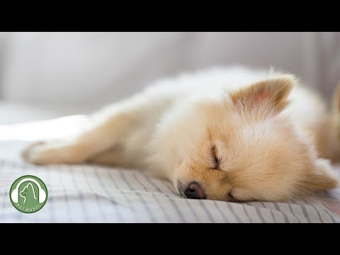 Видео: Музыка для успокоения и сна собак🐶Музыка для снятия тревоги и стресса🎵Любимая музыка собаки