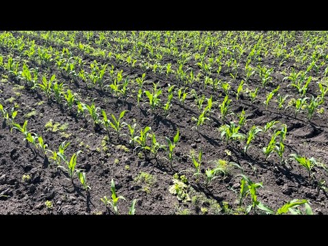 Видео: Сходи кукурудзи після сівалки СПУ 4 ремсинтез