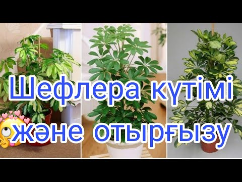 Видео: Шефлера күтімі және отырғызу  #үйгүлдері #гүл #шефлера