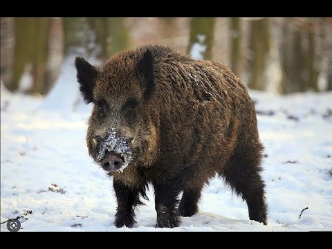 Видео: Охота на кабана #2