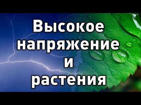 Видео: Высокое напряжение и растения. Эксперимент