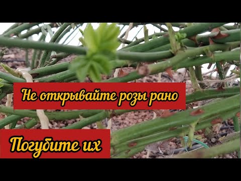 Видео: Розы просыпаются, первые шаги. Когда открывать розы?