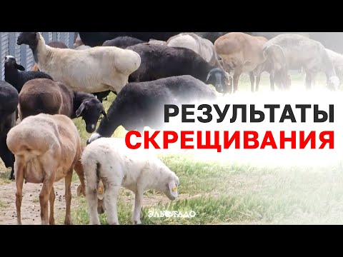 Видео: Скрещивание курдючных пород овец с племенными! Крупнейшая эко-ферма по содержанию овец — Фризетта
