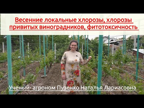 Видео: Весенние локальные хлорозы винограда, хлорозы прививок, фитотоксичность (Пузенко Наталья Лариасовна)