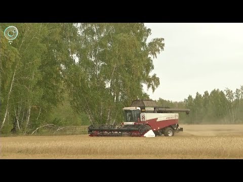 Видео: Как проходит страда в Чановском районе?