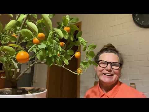 Видео: Как размножить каламондин в домашних условиях.