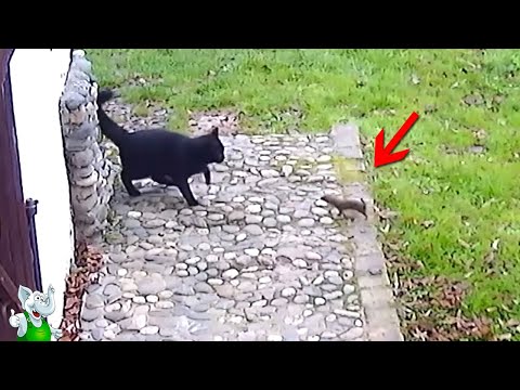 Видео: Горностай в Деле / Горностай Против Птиц, Белки, Кролика