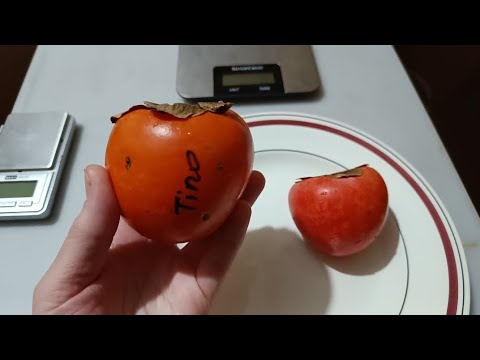 Видео: Хурма Типо и Гора Говерла обзор и дегустация