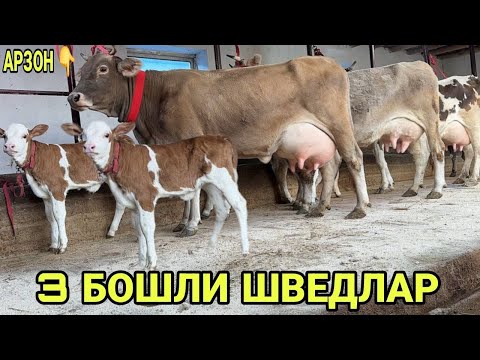Видео: АРЗОНЧИ АКАДАН ТОЗЗА 3 БОШЛИ САВАЙ БИШКЕК ШВЕДЛАРИ СОТИЛАДИ SIVEDLAR SOTILADI NARXI 23 октября 2025