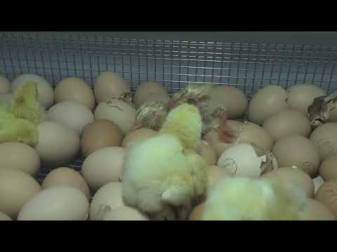Видео: Инкубатор NBF-750, первый пуск..