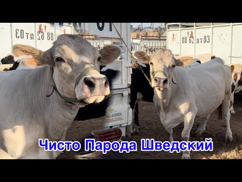 Видео: ЧИСТО ПАРОДА ШВЕДСКИЙ ,  ШАНБЕБОЗОРИ ФАРХОР,      21 сентября 2024 г.