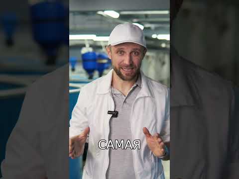 Видео: Бизнес на Черной Икре. С какого вида Рыб НАЧАТЬ?