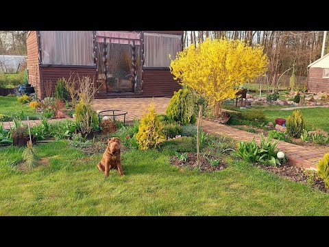 Видео: Дача расцветает яркими красками.Любуемся и работаем.🌸😍 Черенки-результат👍🍀🌿!!! 🤗#дачныебудни