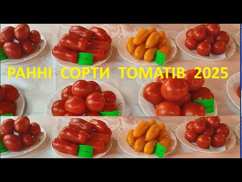 Видео: РАННІ  ДЕТЕРМІНАНТНІ  СОРТИ  ПОМіДОРІВ, ЯКІ  МИ ВИРОЩУЄМО У  2025р  ХАРАКТЕРИСТИКА