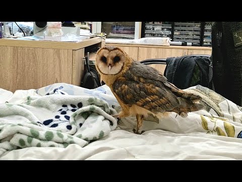 Видео: Мокрая сипуха с балетными ножками бегает по кровати, дегустирует носки и одеяло.
