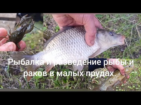 Видео: Рыбалка и разведение рыбы и раков в малых прудах.