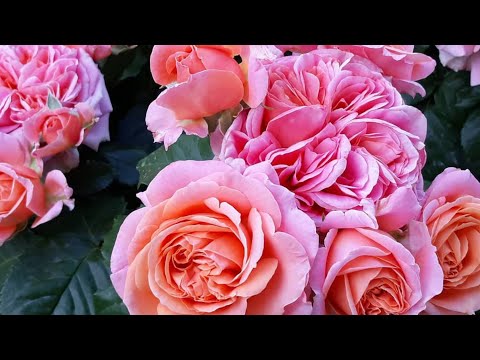 Видео: Где я покупаю саженцы роз в Беларуси.По Вашим просьбам,друзья♥️