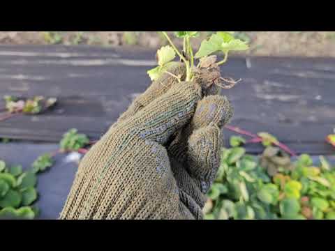 Видео: 6.11.25. Клубника. Влагозарядка. Укрытие балаганов.