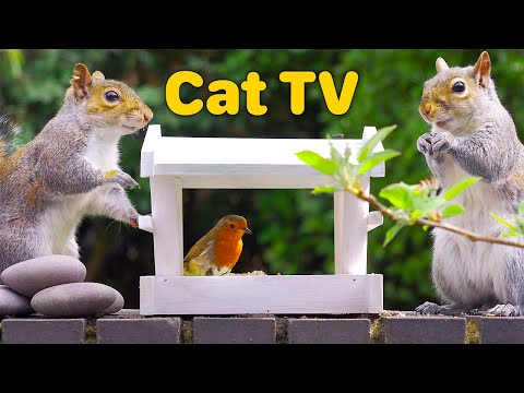 Видео: Кино Для кошек и собак 😸 Маленькие птички и непослушные белки 🐿 птички для кошек