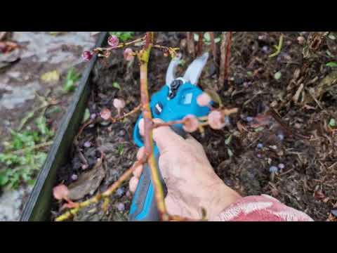 Видео: Обрезка 7 летнего куста голубики сорта Джерси.