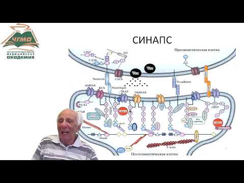 Видео: Физиология синапса (БИК 24)