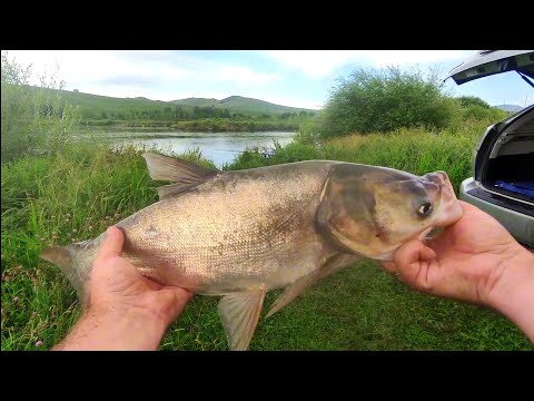 Видео: Рыбалка на толстолобика, ловля на технопланктон. Рыбалка на флэт. Лето 2024 #fishing #рыбалка #лето