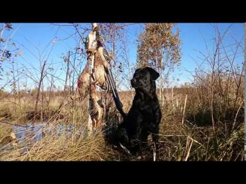 Видео: Охота на утку с labrador