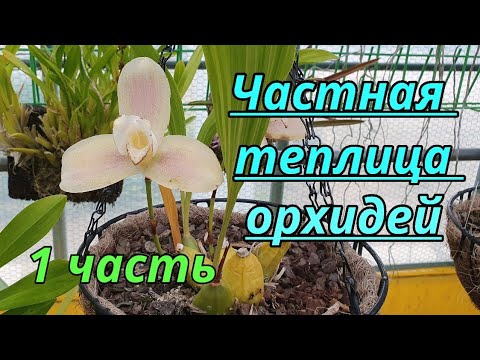 Видео: Частная теплица орхидей.1 часть.