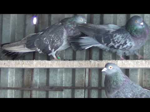 Видео: Селекция племенных голубей по масти.