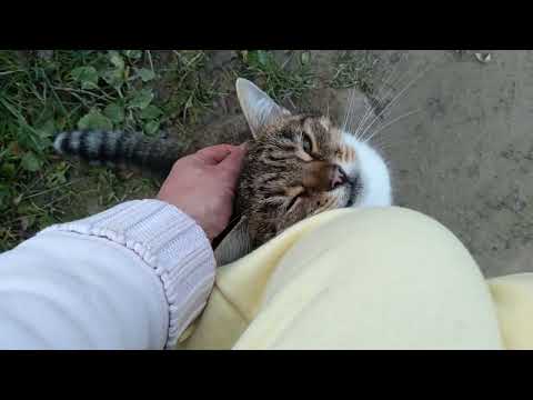 Видео: Приблудилась кицька !