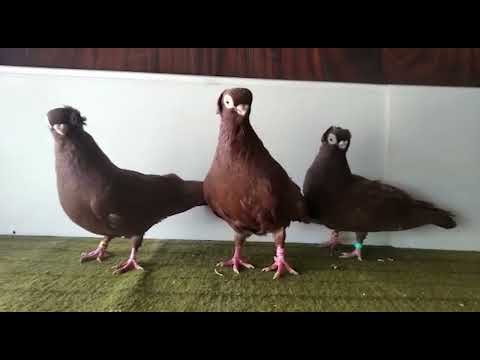 Видео: Охота Олега с Полотняного завода.