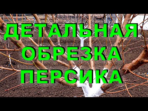 Видео: #обрезка #сад ДЕТАЛЬНАЯ ОБРЕЗКА ПЕРСИКА ВЕСНОЙ
