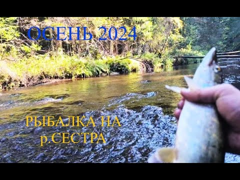 Видео: Рыбалка на реке Сестра! Осень 2024 #рыбалка  #рыбалканаспиннинг