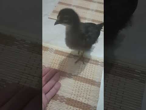 Видео: 3 октября 2025 г.