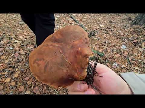 Видео: От таких грибов плакать хочется!