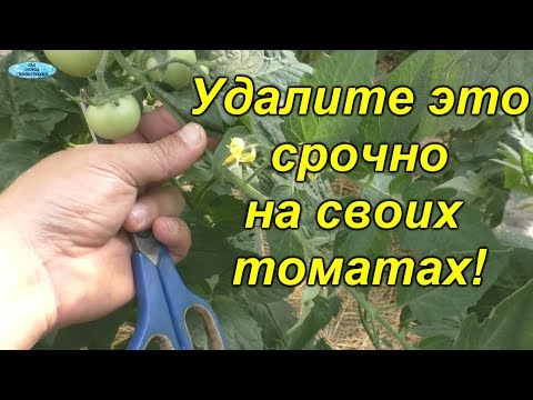 Видео: Израстание кисти томата- срочно удалите!