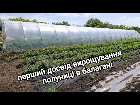 Видео: Клубніка в балагані , моє враження від цього експерименту.