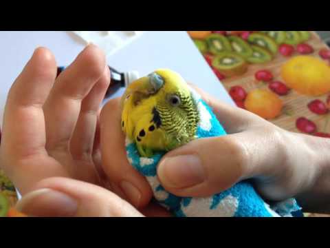 Видео: КАК ПОПУГАЮ ОБРЕЗАТЬ КЛЮВ В ДОМАШНИХ УСЛОВИЯХ / HOW TO TRIM A PARROT BEAK AT HOME