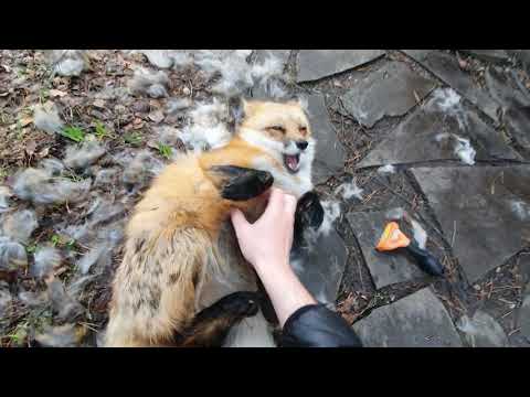 Видео: Алиса - лиса. Линяю, линяю