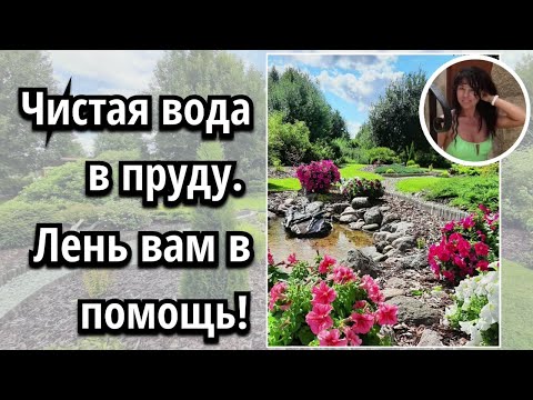 Видео: 10.02.2023. Чистая вода в пруду - это проще, чем вы думаете.