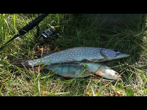 Видео: Рыбалка с лодки на спиннинг в сентябре. Осенняя рыбалка на щуку и окуня. Рыбалка на спиннинг 2023.