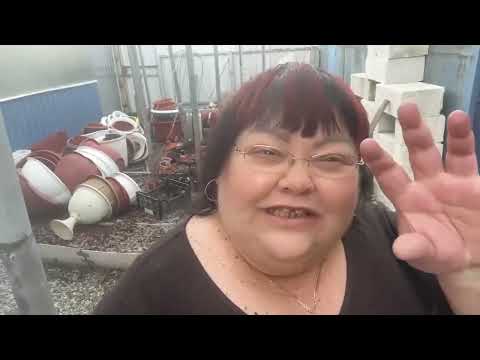 Видео: Как сохранила черенки гортензий зимой