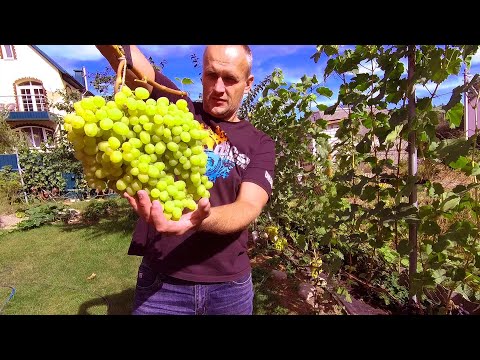 Видео: 🔴🔴Срезаем Красавцев. Виноград в сентябре.