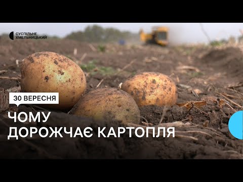 Видео: На Хмельниччині знизився врожай картоплі: що на це вплинуло та чим загрожує