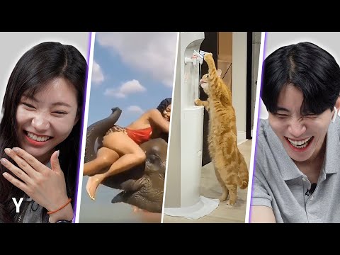 Видео: Моменты гения животных, которые вас удивят | Y