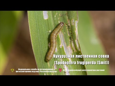 Видео: Кукурузная лиственная совка (Spodoptera frugiperda (Smit))