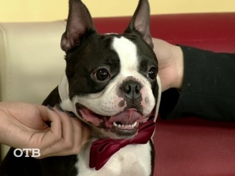 Видео: Знакомство с питомцами: собаки породы бостон-терьер (10.12.15)